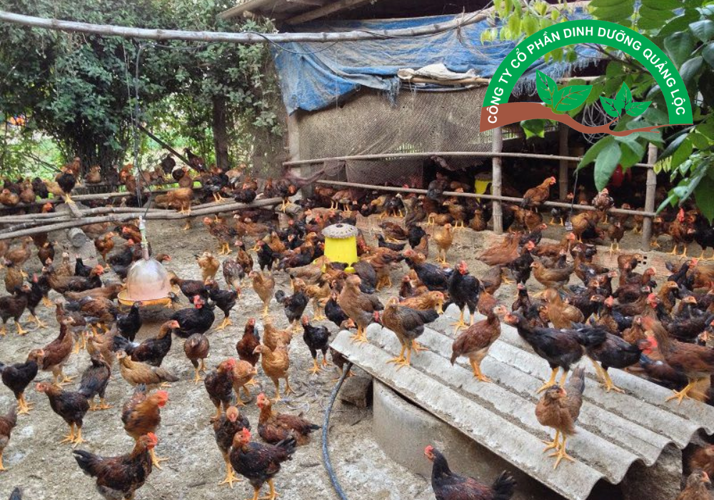 Tối ưu hóa không gian chăn nuôi